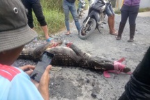 Cá sấu xuất hiện liên tục, nghi có người thả ra ngoài tự nhiên