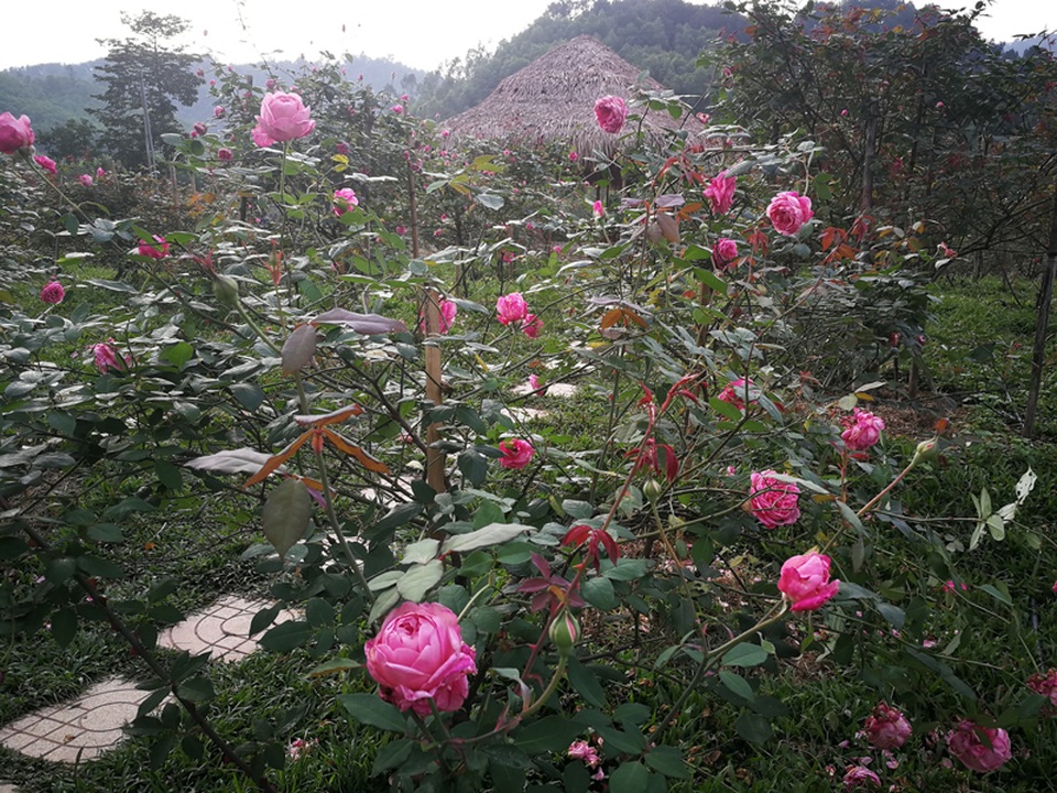 Chủ trại hồng tiếc nuối vì dịch corona ngăn khách đến ngắm mùa hoa đẹp nhất - 21 Chủ trại hồng tiếc nuối vì dịch corona ngăn khách đến ngắm mùa hoa đẹp nhất - 21