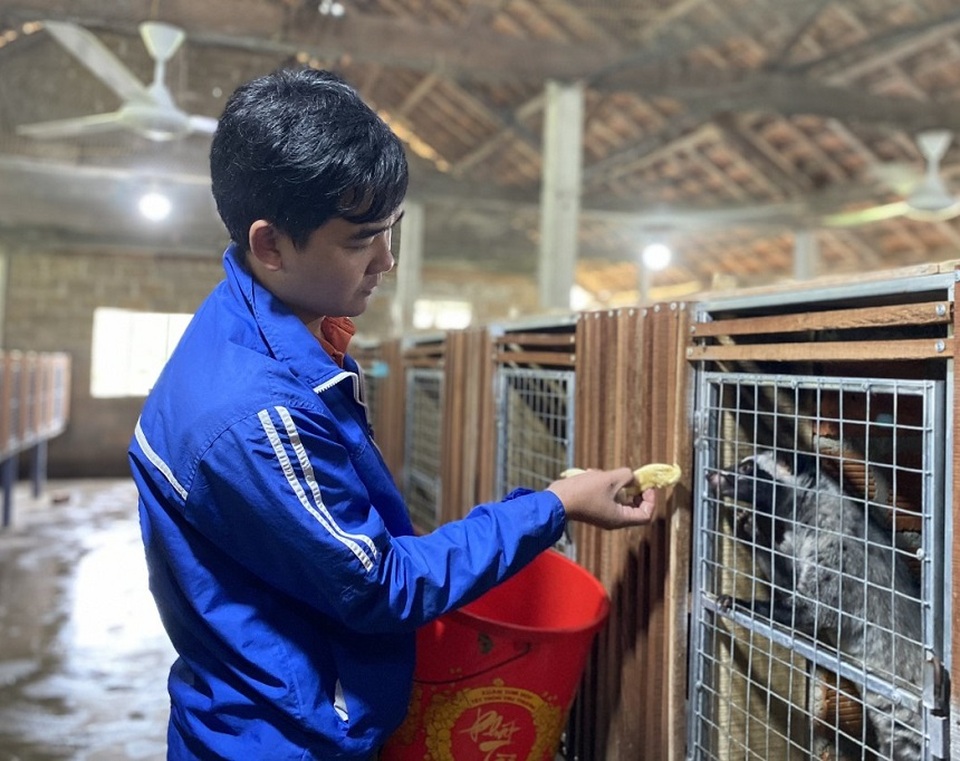 Bỏ nghề cơ khí, thanh niên về quê nuôi chồn hương, việc nhẹ lãi cao - 2 Bỏ nghề cơ khí, thanh niên về quê nuôi chồn hương, việc nhẹ lãi cao - 2