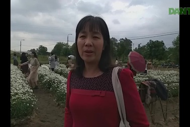 Ứng dụng công nghệ sinh học để “mang” vườn cúc họa mi từ Hà Nội về Đà Nẵng