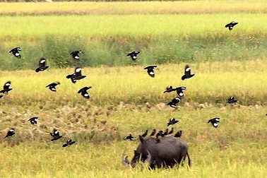 Vũ điệu chim sáo trên ruộng ngày mùa