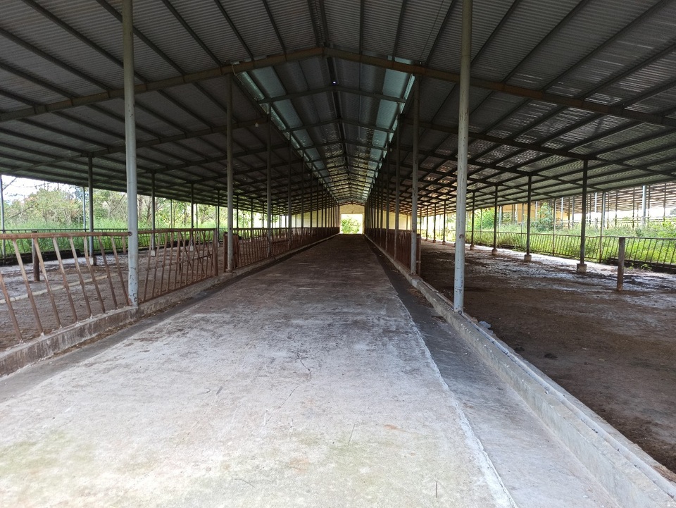 Người dân ngã ngửa trước sự biến hóa của dự án nuôi bò 2.600 tỷ đồng - 2 Người dân ngã ngửa trước sự biến hóa của dự án nuôi bò 2.600 tỷ đồng - 2
