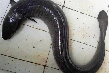 Bắt được cá chình “khủng” nặng 17kg sau nhiều ngày theo dõi