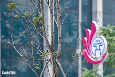 Hàng phong lá đỏ khô héo ở Hà Nội trước giờ bị "khai tử"