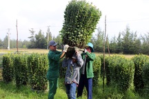 Làng trồng hoa ở Phú Yên hối hả những ngày cận Tết