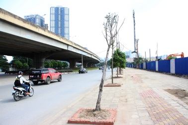 Hà Nội: Hàng cây xanh mới trồng đã chết khô