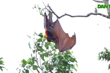 Đàn dơi kỳ lạ trú ngụ tại ngôi chùa ở An Giang suốt 5 thập kỷ