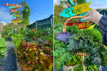 Vườn đẹp như tranh, trồng hàng trăm giống rau trái của mẹ đảm ở Củ Chi