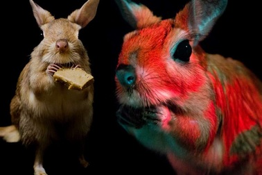 Phát hiện loài động vật mới có khả năng phát quang sinh học trong bóng tối