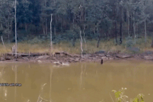 Nai con nhanh trí, 2 lần thoát chết khỏi nanh vuốt báo hoa mai