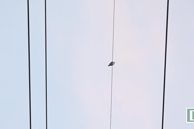 Giải cứu chim quý bị mắc kẹt trên đường dây điện