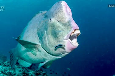 Loài cá nào có thể nhai đá, “xử lý” 5 tấn đá vôi mỗi năm?