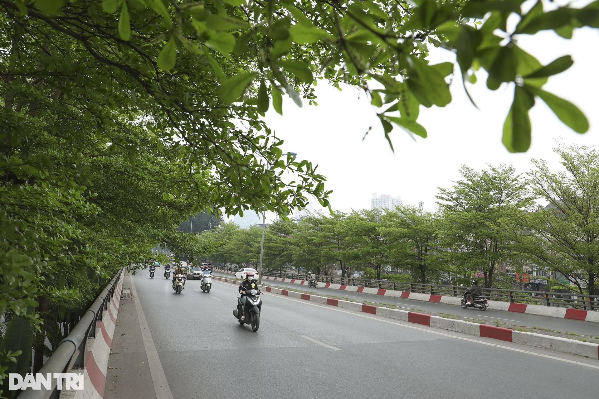 Cây bàng lá nhỏ đâm chồi non xanh mướt khắp Hà Nội - 12 Cây bàng lá nhỏ đâm chồi non xanh mướt khắp Hà Nội - 12