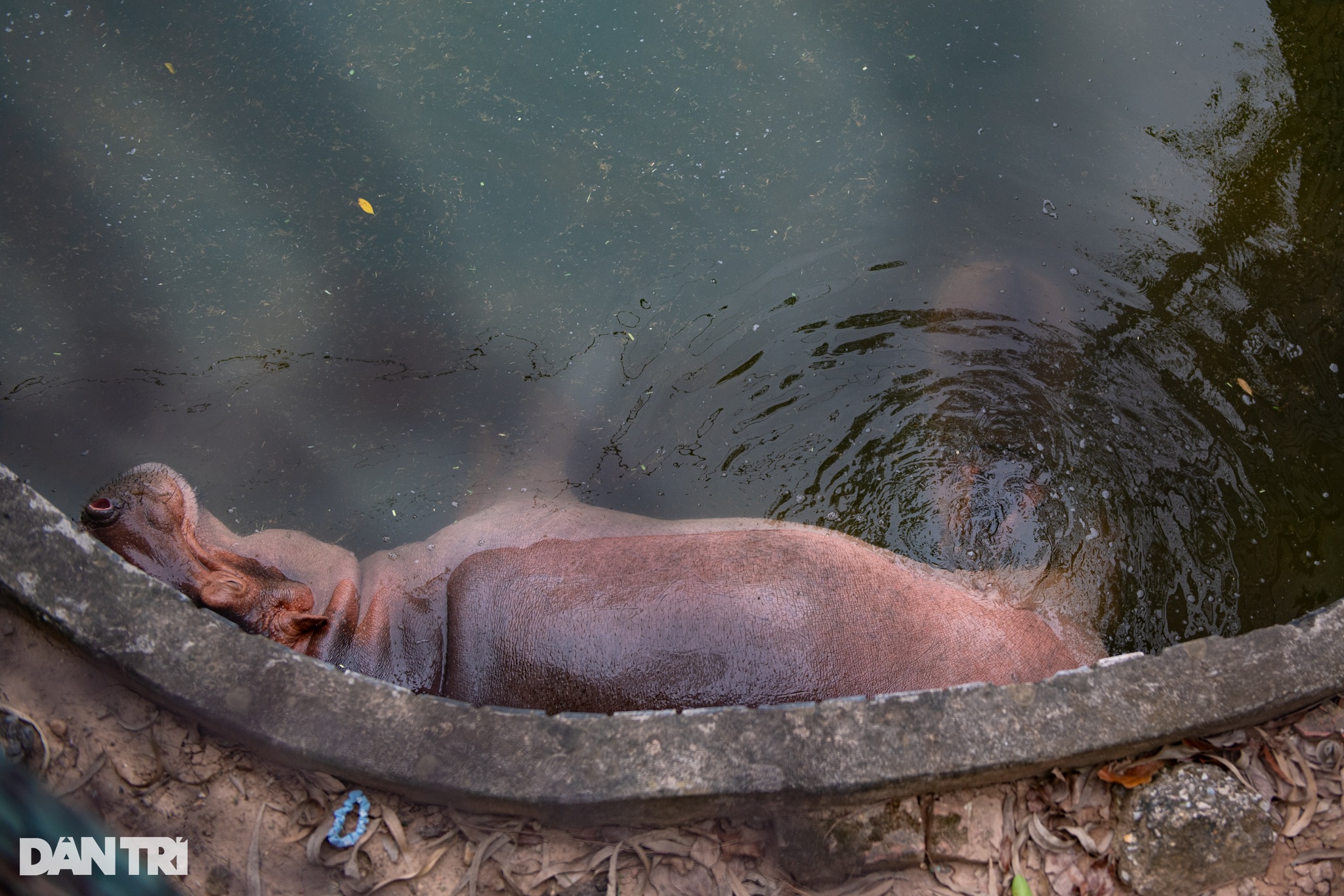 Hà mã con đầu tiên được sinh ra ở Vườn thú Hà Nội, 3 tháng nặng gần 100kg - 7