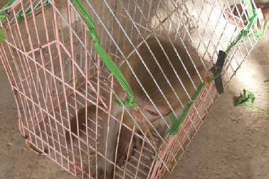 Người dân tự nguyện giao nộp khỉ vàng quý hiếm