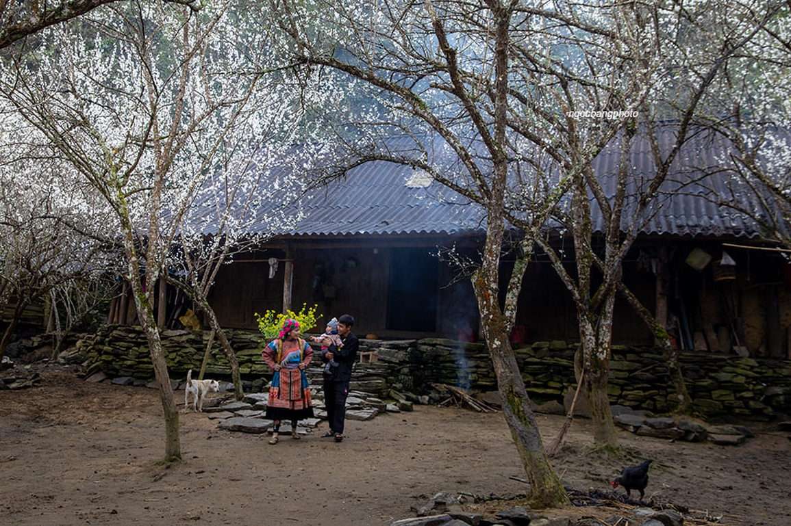 Đẹp ngỡ ngàng hoa mận nở trắng trời ở Tả Van Chư - 8 Đẹp ngỡ ngàng hoa mận nở trắng trời ở Tả Van Chư - 8