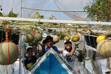 Tò mò thử trồng dưa lưới, ông bố 2 con ở Sài Gòn "mát tay" thu cả tạ trái