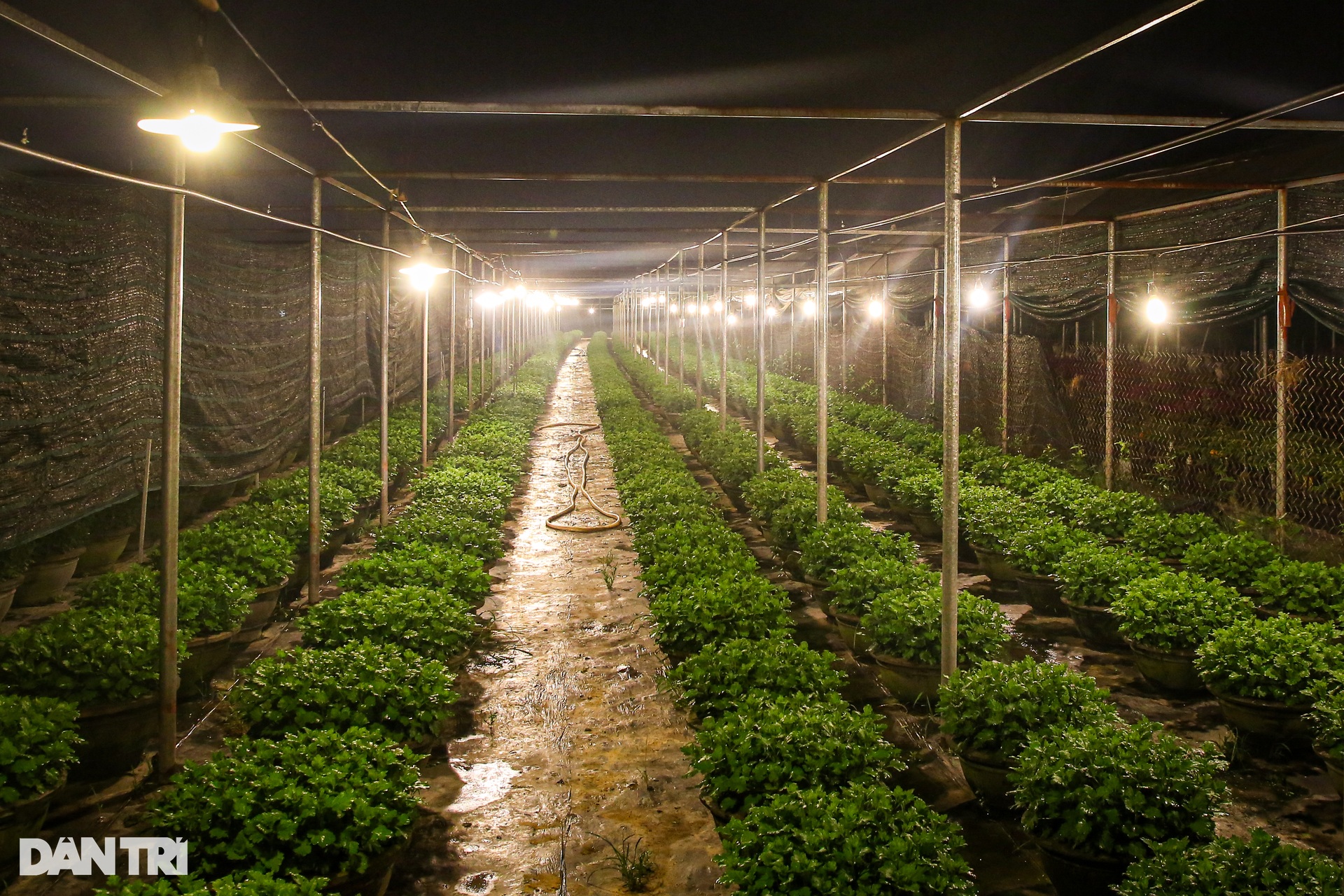 Da Nang flower village lights up brightly to catch flowers waiting for Tet - 4