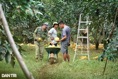 Hàng chục héc ta cây ăn quả đặc sản chìm trong nước lũ, dân vớt vát tài sản