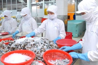 Nhật Bản thay thế Hoa Kỳ trở thành nước nhập khẩu tôm lớn nhất từ Việt Nam