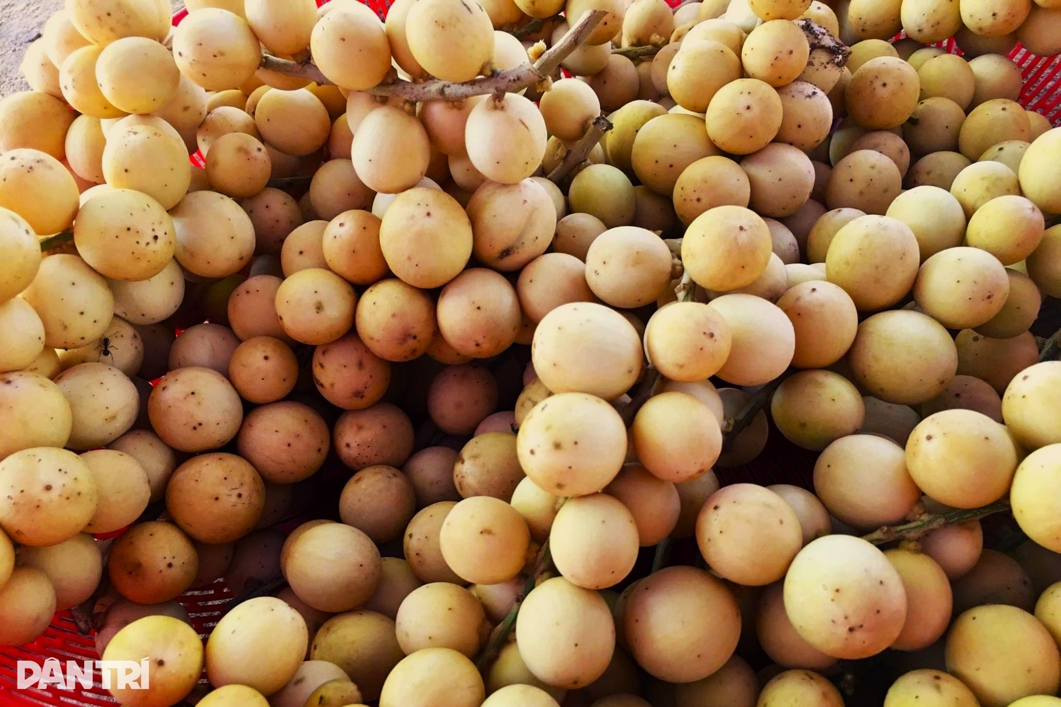 ផលិតផលពិសេសថ្វាយស្តេចតាមរដូវជួយកសិកររាប់លុយជាបន្តបន្ទាប់ - ៣ Đặc sản tiến vua vào mùa giúp nông dân đếm tiền đều tay - 3
