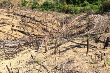 Khởi tố 2 cha con chặt phá 11.300 m2 rừng tự nhiên