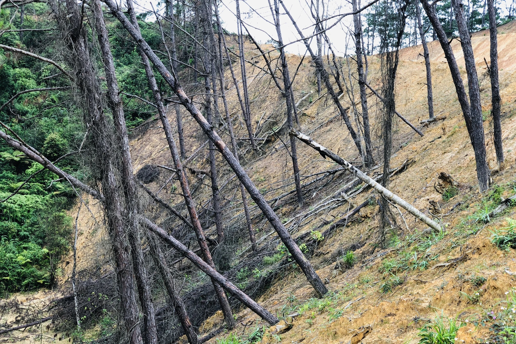 Sai phạm trong quản lý tài chính ở Công ty lâm ngiệp Kon Plông - 2