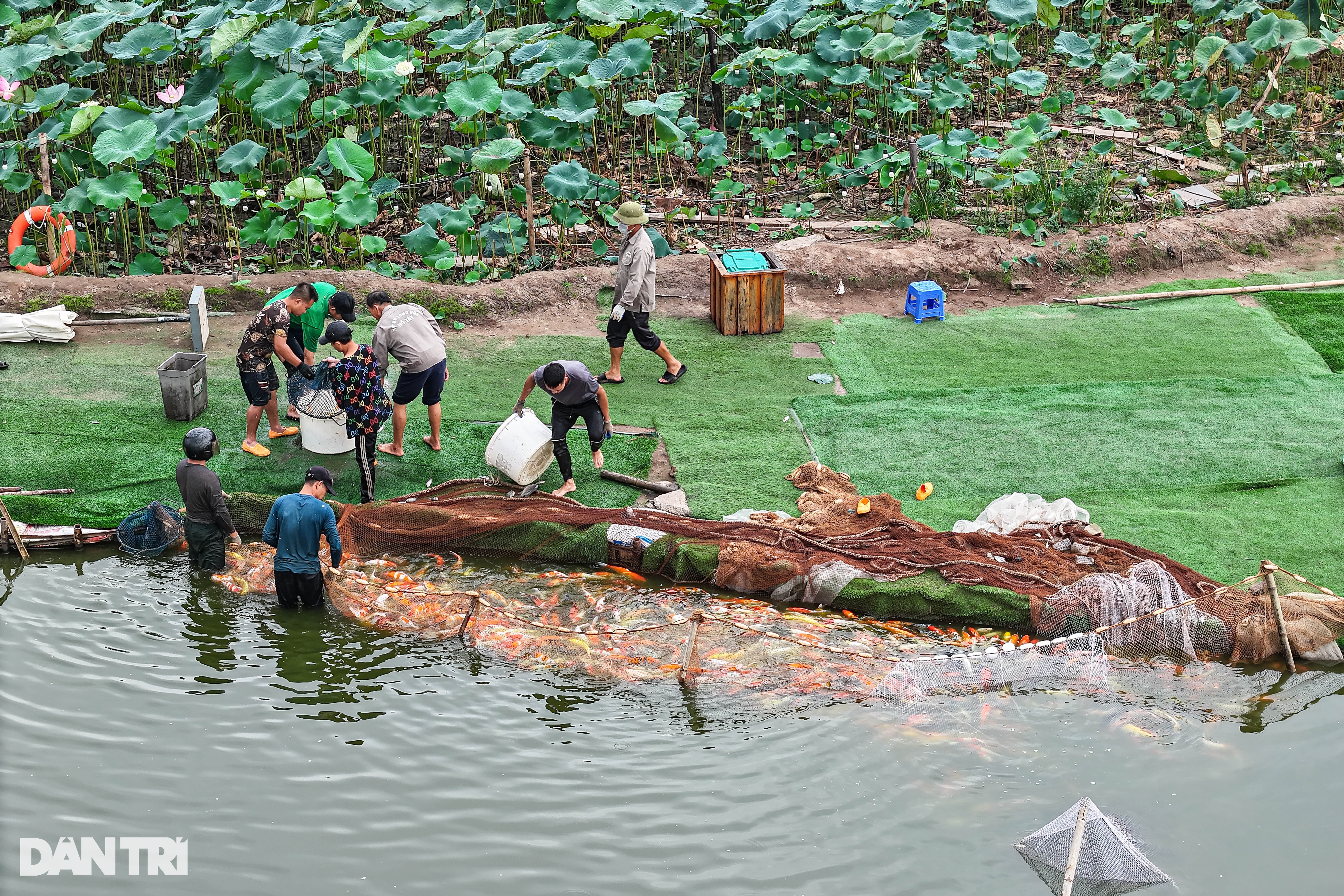 Hàng tấn cá koi được chuyển khỏi hồ Đầm Đông - 3