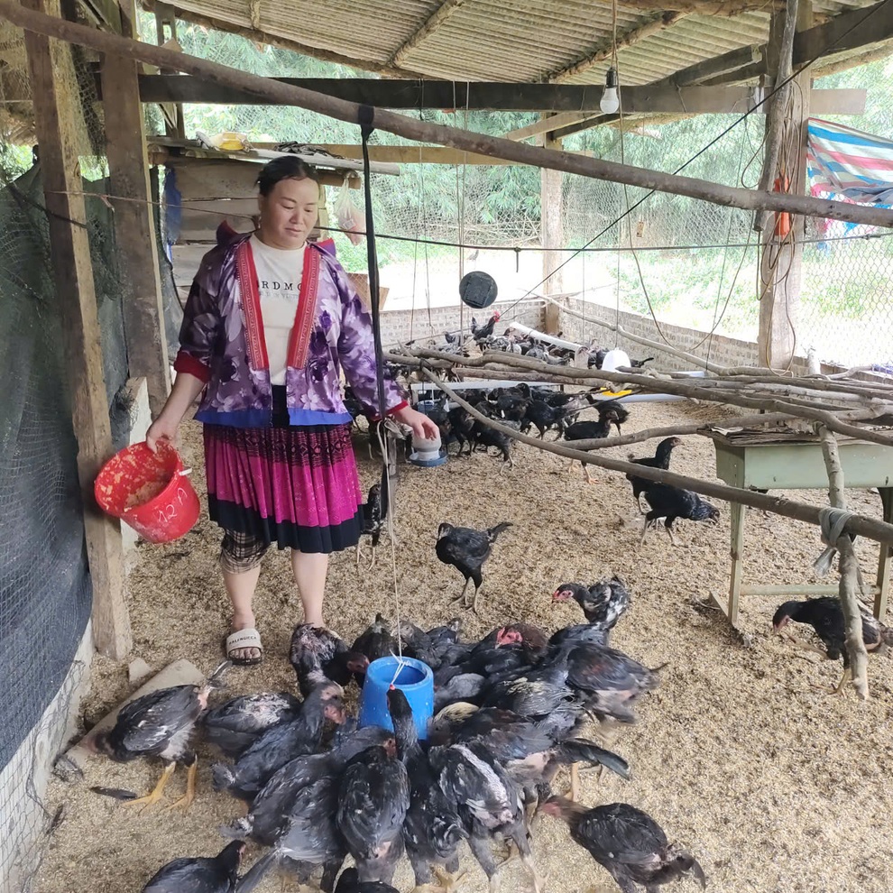 Điện Biên: Tín dụng ưu đãi - Đòn bẩy giúp người dân vượt khó vươn lên - 1