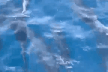 Đàn cá heo hơn 100 con bơi tung tăng trên vùng biển Phú Yên