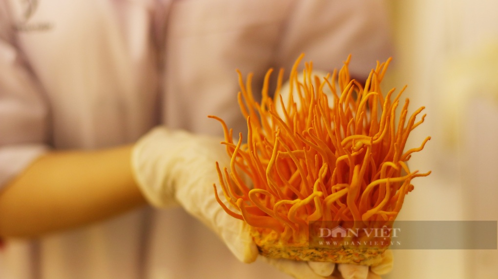 Cử nhân luật về quê nuôi cấy thành công đông trùng hạ thảo, bán 20 triệu/kg - 2 Cử nhân luật về quê nuôi cấy thành công đông trùng hạ thảo, bán 20 triệu/kg - 2