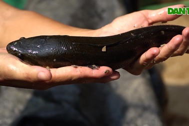 8X nuôi cá dầy lạ, hiếm cho thu nhập cao
