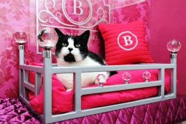 Khách sạn sang trọng dành cho… mèo