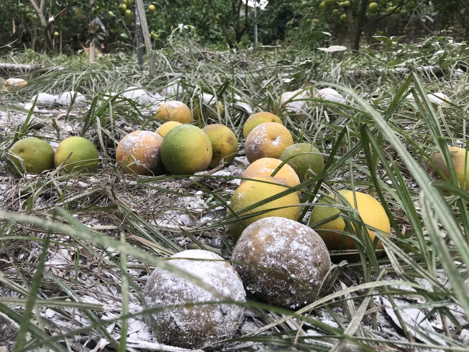 Nuốt nước mắt nhìn cam đặc sản nức tiếng rụng dần - 9 Nuốt nước mắt nhìn cam đặc sản nức tiếng rụng dần - 9