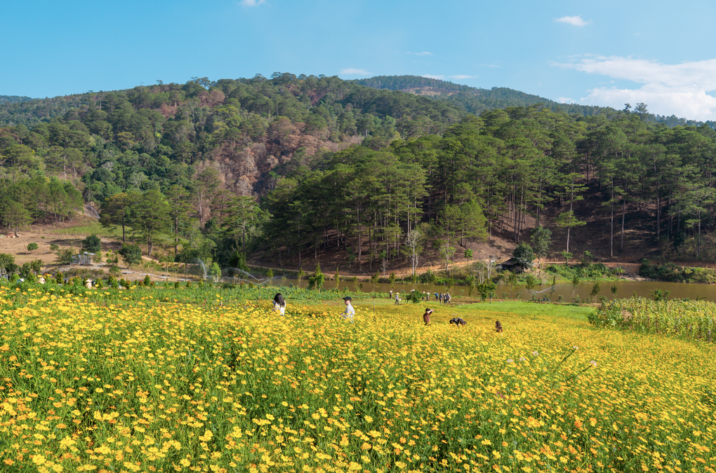 Ngắm vườn hoa được giới trẻ săn lùng tại Đà Lạt - 2