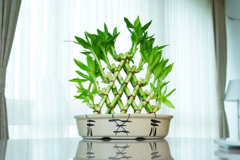 Khám phá 7 loại cây hút tài lộc để đón Tết Nguyên đán rực rỡ - 7 Khám phá 7 loại cây hút tài lộc để đón Tết Nguyên đán rực rỡ - 7