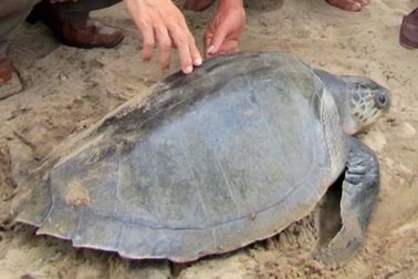 Một con vích xanh quý hiếm vào đẻ trứng tại bãi biển Lăng Cô