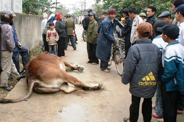 Dây điện rơi xuống đường, một người thoát chết  