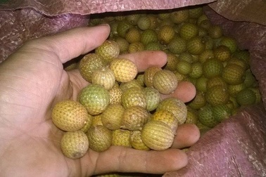 Dân đua nhau vào rừng hái mây bán sang Trung Quốc