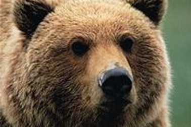 Gấu vào... khách sạn