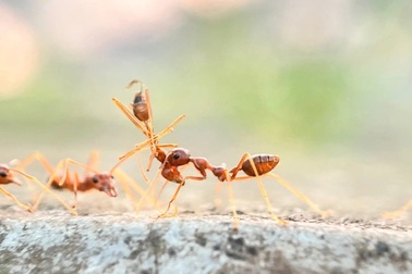 Vì sao kiến thường tha xác chết của đồng loại đi nơi khác?