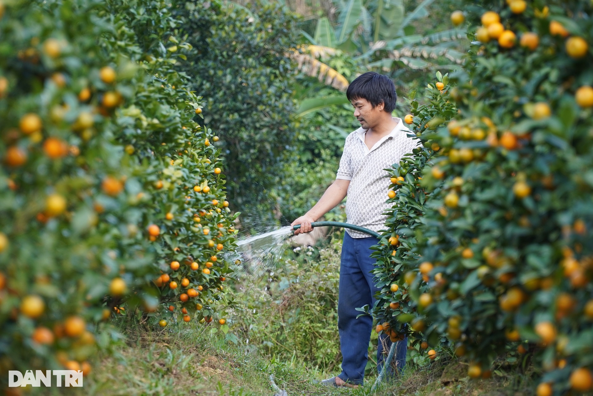 Kỹ sư bị nói hâm dở vì bỏ việc ở Hà Nội về vùng núi trồng cây bán dịp Tết - 1