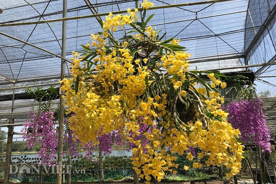Giàn phong lan giả hạc thanh củi khủng của 9X Lâm Đồng - 9 Giàn phong lan giả hạc thanh củi khủng của 9X Lâm Đồng - 9