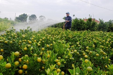 "Thủ phủ" quất Cẩm Hà nhộn nhịp vào vụ Tết Nguyên đán