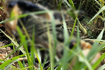 Thi thể nam giới không nguyên vẹn đang phân hủy trong bụi cỏ