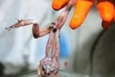 Sinh tố “ếch tươi”