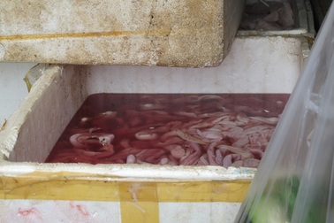 Bắt xe tải chở 300kg nội tạng bốc mùi hôi thối