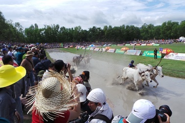 Đua bò Bảy Núi trở trành di sản văn hóa phi vật thể Quốc gia