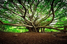 Cây đa khổng lồ nhất thế giới tuổi đời 250 năm, tán cây phủ rộng 14.000 m2