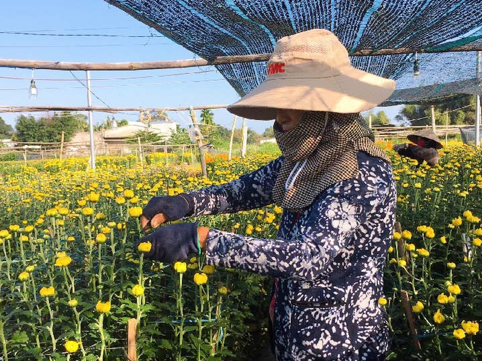 Đà Nẵng: Làng Nhơn Thọ ăn Tết to do bán hoa đắt hàng - 2 Đà Nẵng: Làng Nhơn Thọ ăn Tết to do bán hoa đắt hàng - 2